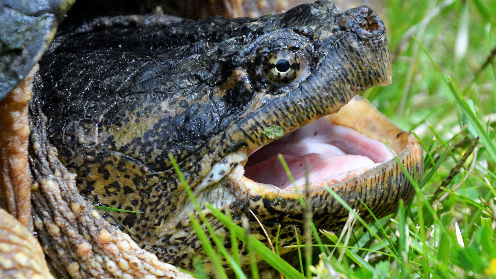 Homeoffice löst die Schnappschildkröte ab