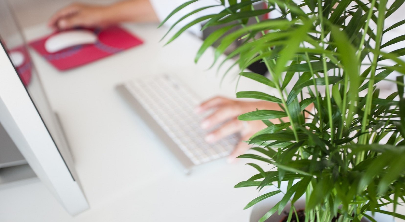 Pflanzen im Homeoffice heben die Stimmung